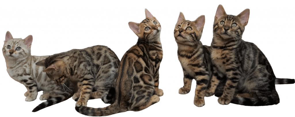 Mehrere Bengalkatzen Kitten