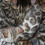 Schlafende Bengalkatzen Kitten