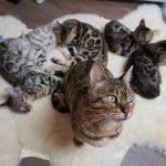 Zuchtkatze Wanda mit ihren Kitten
