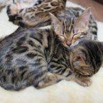 Mehrere schlafende Bengalkatzen Kitten