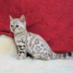 Bengalkatzen Kitten