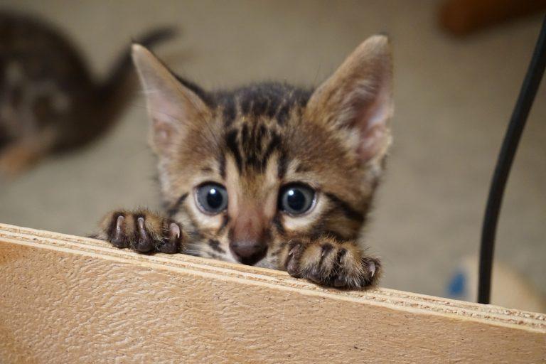 Bengalkatzen Kitten