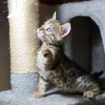 Bengalkatzen Kitten