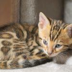 Bengalkatzen Kitten