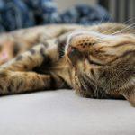 Zuchtkatze Wanda am schlafen