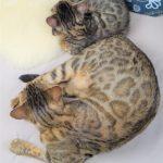 Bengalkatzen Kitten und Mama
