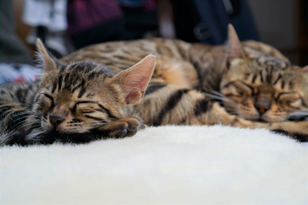 Zuchtkatze Wanda schlafend mit einem ihrer Kitten