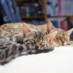 Zuchtkatze Wanda schlafend mit einem ihrer Kitten