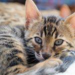Bengalkatzen Kitten