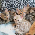 Mehrere Bengalkatzen Kitten