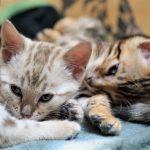 Zwei Bengalkatzen Kitten