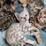 Mehrere Bengalkatzen Kitten