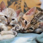 Mehrere Bengalkatzen Kitten