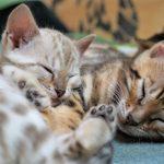 Zwei Bengalkatzen Kitten
