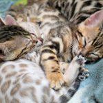 Mehrere schlafende Bengalkatzen Kitten