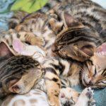 Mehrere schlafende Bengalkatzen Kitten