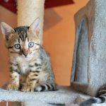 Bengalkatzen Kitten