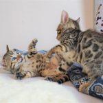 Zwei kämpfende Bengalkatzen Kitten
