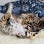 Zwei kämpfende Bengalkatzen Kitten