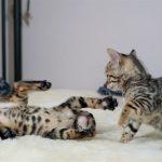 Zwei kämpfende Bengalkatzen Kitten