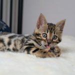 Bengalkatzen Kitten im Bett