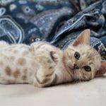 Bengalkatzen Kitten im Bett