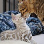 Zuchtkatze Wanda mit einem ihrer Kitten