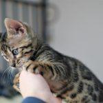 Bengalkatzen Kitten spielt mit der Hand