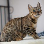 Zuchtkatze Wanda im Bett