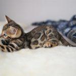 Bengalkatzen Kitten im Bett