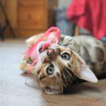 Spielende Bengalkatzen Kitten