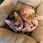 Zwei Bengalkatzen Kitten