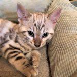 Bengalkatzen Kitten