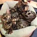 Mehrere schlafende Bengalkatzen Kitten