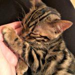 Bengalkatzen Kitten auf dem Schoß