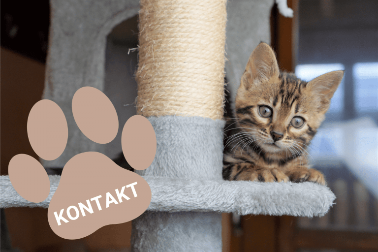 Bengalkatzen Kitten Kontakt