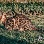 Zuchtkatze Wanda im Garten