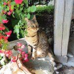 Zuchtkatze Wanda im Garten