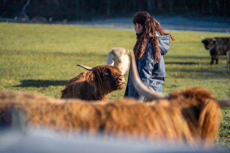 Judith Sturm in Mitten ihrer Highland Kühe