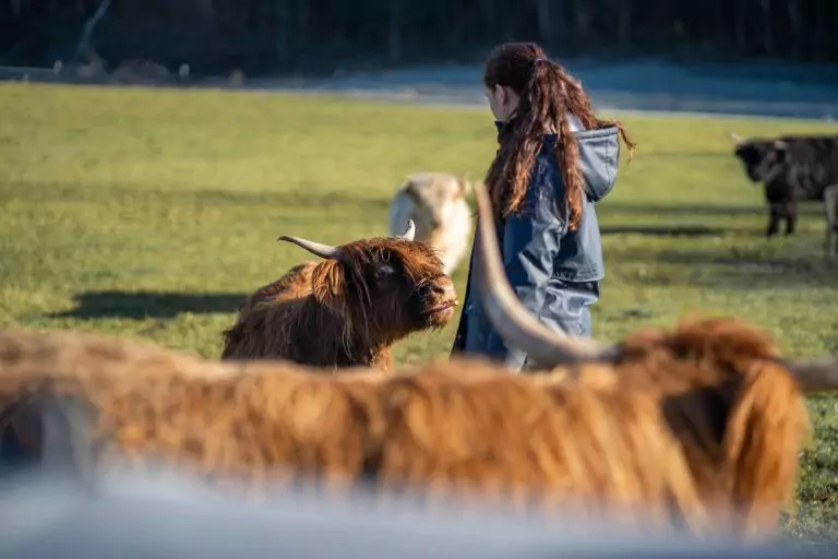 Judith Sturm in Mitten ihrer Highland Kühe