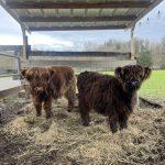 Zwei Mini Highland Kühe im Unterstand