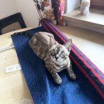 Zuchtkatze Giny als Kitten