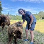 Die Hofbesitzerin striegelt eine Mini Highland Kuh