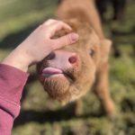 Eine Baby Mini Highland Kuh wird gestreichelt
