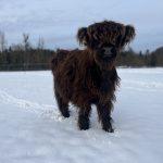 Mini Highland Kuh im Schnee