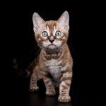 Zuchtkatze Giny als Kitten