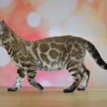 Zuchtkatze Giny als Kitten