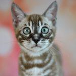 Zuchtkatze Giny als Kitten