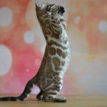 Zuchtkatze Giny als Kitten