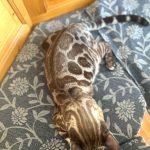 Zuchtkatze Giny als Kitten